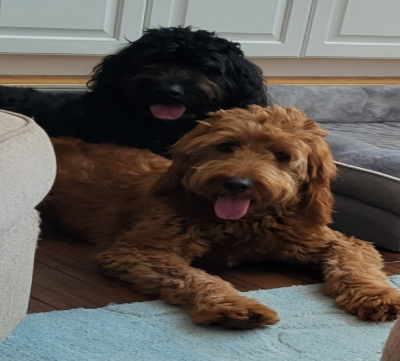 Paws Together client photo 1