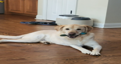 Paws Together client photo 4