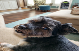 Paws Together client photo 5