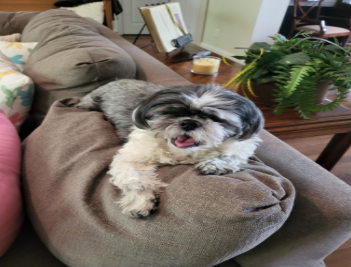 Paws Together client photo 6